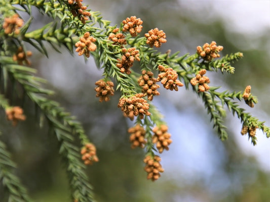 スギ花粉が飛ぶ季節の入浴