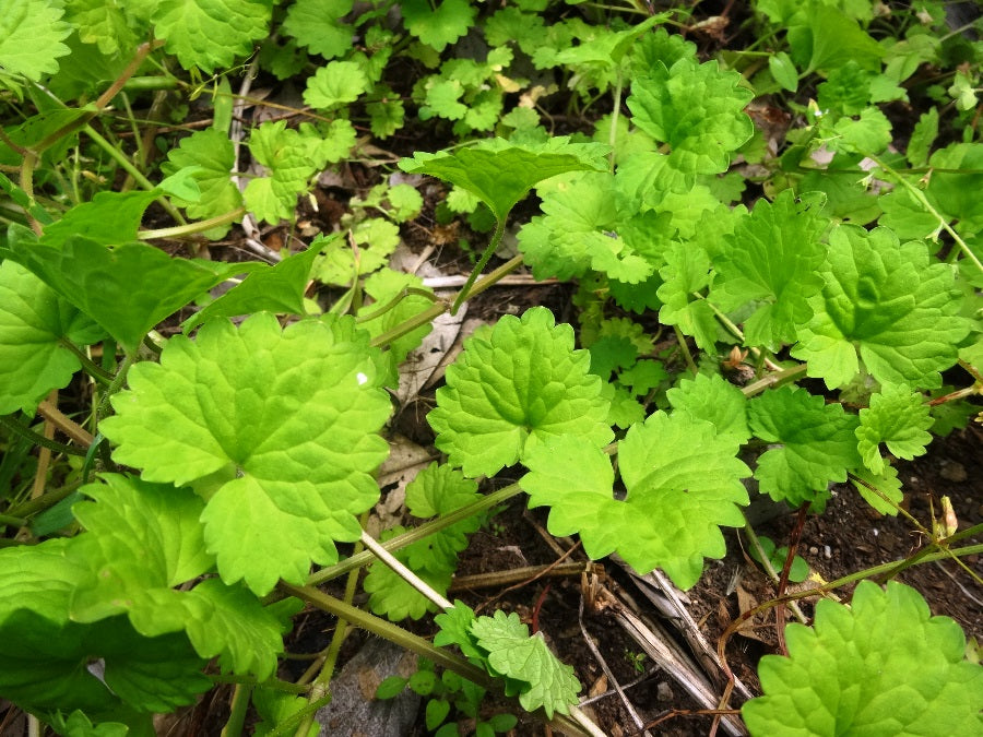 4月～5月が旬の和ハーブ～カキドオシ＆スギナ～ – 湯癒草々 －お風呂とハーブのある暮らし－