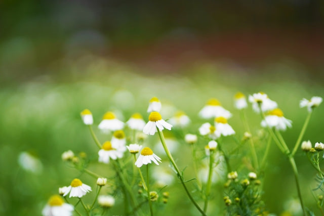 ジャーマンカモミール カモミール