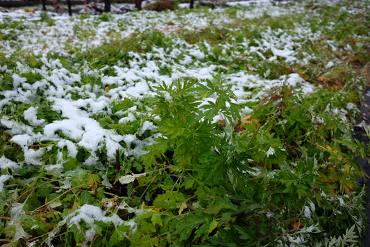 雪の中のよもぎに生命力の強さを感じます