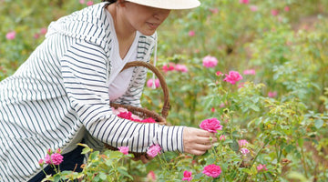 秋バラを見に行こう