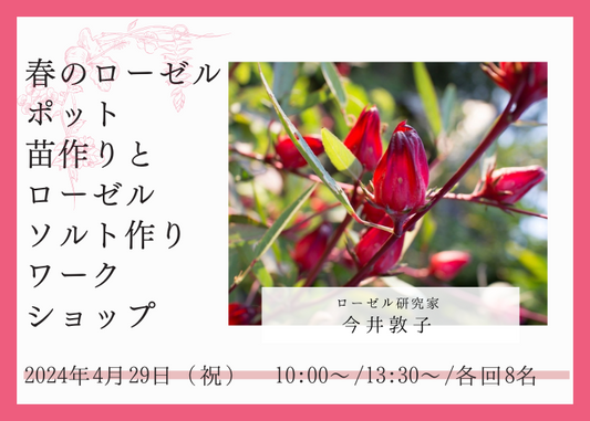 【4/29(祝)開催】春のローゼルポット苗作りとローゼルソルト作りワークショップ